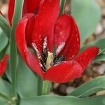 Tulipa undulatifolia Квітка