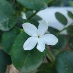 Eugenia uniflora Квітка