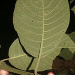 Siparuna gesnerioides Лист
