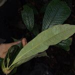 Eriotheca longitubulosa Hoja