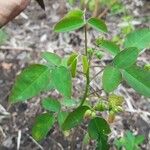 Oxalis barrelieri Blad