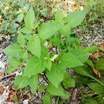 Solanum nigrum Hábito