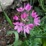 Allium narcissiflorum Blüte