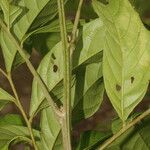 Cupania scrobiculata Leaf
