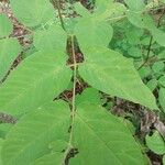 Aralia cordata पत्ता