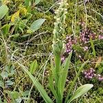 Platanthera hyperborea Floare