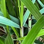 Calamagrostis breviligulata Ŝelo