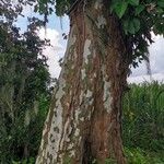 Platanus mexicana Кара