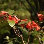 Rhododendron atrichum Flower