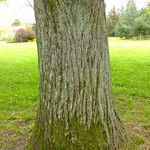 Tilia cordata Bark