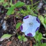 Nemophila maculata Flower