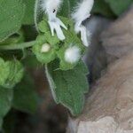 Acanthoprasium frutescens Flor