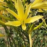 Hemerocallis minor Flors