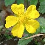 Potentilla reptansКветка