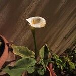 Zantedeschia aethiopica Цвят