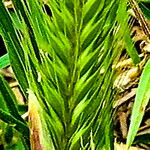 Hordeum pusillum Кветка