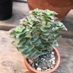 Crassula perforataBlad