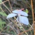 Oenothera gauraLorea