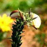 Oenothera × fallax