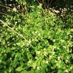 Silene baccifera Hábito