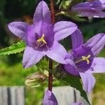 Campanula tracheliumŽiedas