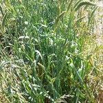 Phalaris aquatica Libunga