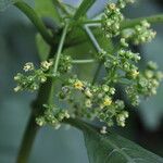 Psychotria leucocarpa Flor