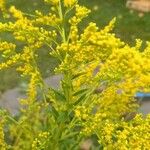 Solidago juncea Květ