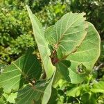 Coccoloba uvifera Blatt