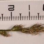 Carex disticha Квітка