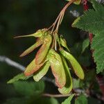 Acer glabrum Frucht