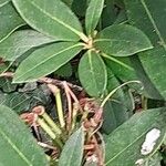 Rhododendron degronianum Blatt