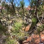 Pinus edulis Листок