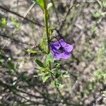 Solanum umbelliferum Flower