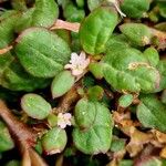 Trianthema portulacastrum Flower