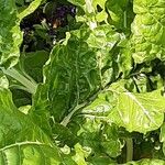 Beta vulgaris Leaf