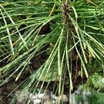 Pinus thunbergii List