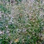 Agrostis capillaris 花