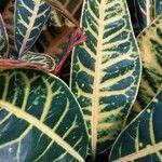 Codiaeum variegatum ഇല