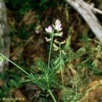 Astragalus austriacus Other