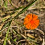 Emilia coccinea Flower