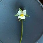 Viola arvensis Květ