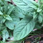 Epilobium roseum Lehti