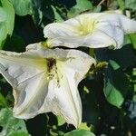 Ipomoea alba Fleur