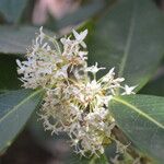Osmanthus decorus Blüte