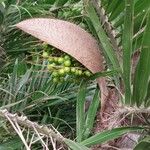 Bactris guineensis Frucht