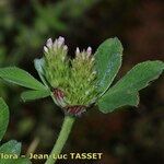 Trifolium striatum Floare