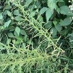 Pseudognaphalium viscosum Frunză