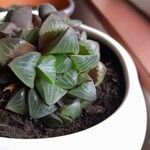 Haworthia retusaপাতা