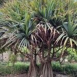 Pandanus utilis Blatt